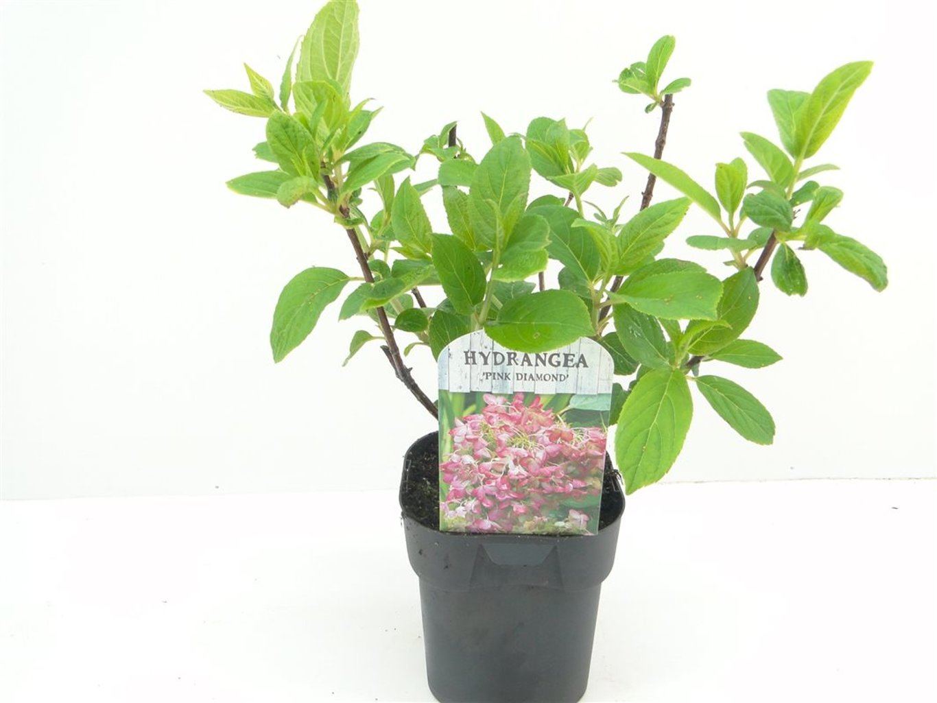 Hydrangea pan. 'Pink Diamond' - C2
